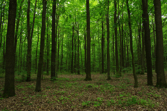 Fototapeta Trees in green forest