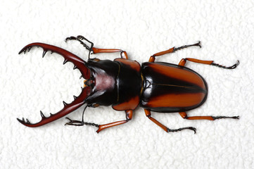 Stag beetle isolated on white