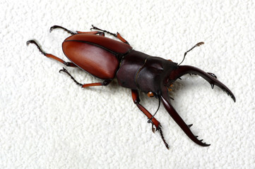 Stag beetle isolated on white