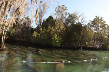 Manatee in Crystal river Florida