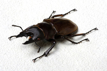 Stag beetle isolated on white