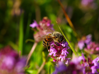 Bee on the flower