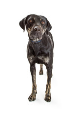 Mixed Large Breed Dog With Black Coat