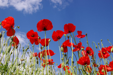 Red poppies on field