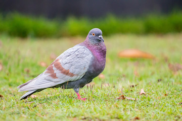 Pigeon on the grass field