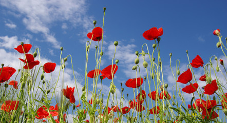 Obraz premium Red poppies on field