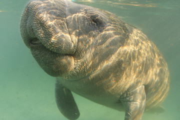 Manatee in Crystal river Florida