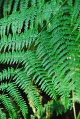 Ferns at Darss, Germany