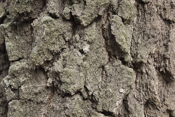 wooden background