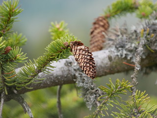 Tannenzapfen Schwarzwald
