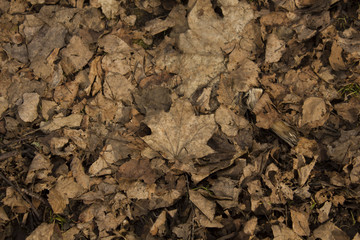 leaves of autumn