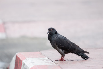 Sick black pigeon on side walk