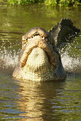Alligator in Florida Gatorland