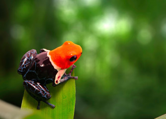 Obraz premium Red headed poison dart frog , ranitomeya fantastica. A poisonous small rainforest animal living in the Amazon rain forest in Peru.