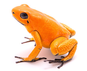poison dart frog, Phyllobates terribilis orange. Most poisonous animal from the Amazon rain forest in Colombia, a dangerous amphibian with warning colors. Isolated on white.