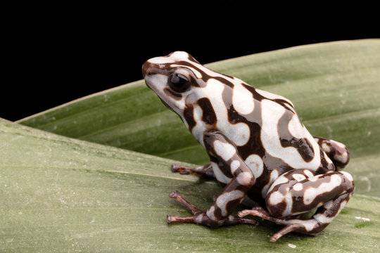 poison dart or arrow frog, Dendrobates auratus. A poisonous tropical animal  from the rain forest of Panama. Stock Photo | Adobe Stock