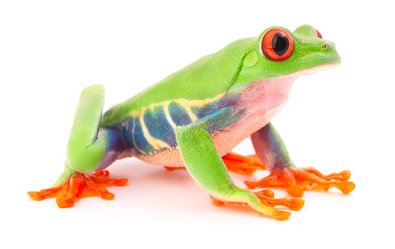 Red eyed tree frog, a tropical animal from the rain forest in Costa Rica isolated on white background. This amphibian is an endangered species and needs nature conservation..