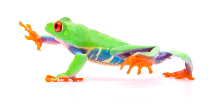 Red eyed tree frog walking, Agalychnis callydrias. A tropical rain forest animal with vibrant eye isolated on a white background...