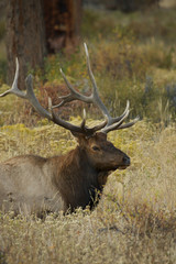 Elk in Rocky mountain Colorado 