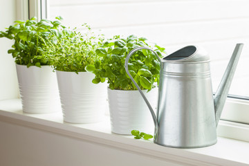 fresh basil thyme herb in a pot