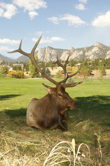 Elk in Rocky mountain Colorado 