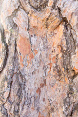 bark tree texture