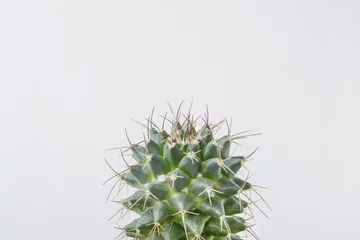 Fotobehang top van cactusplant © Yury Zap