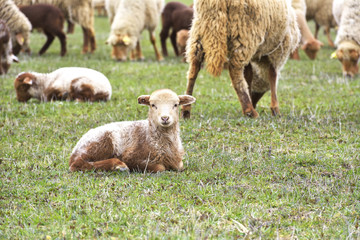 Naklejka na ściany i meble sheeps and lambs