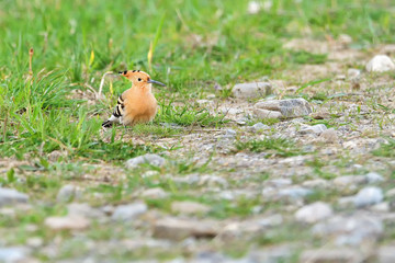 Colorful Hoopoe, Eurasian Hoopoe (Upupa epops) in natural habitat