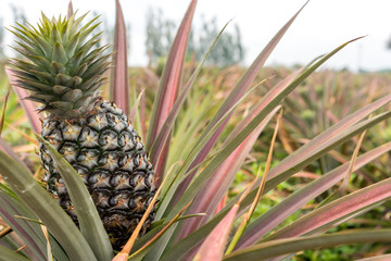 Pineapple tropical fruit growing in garden. pineapple on pineapple field.Farm agriculture concept.