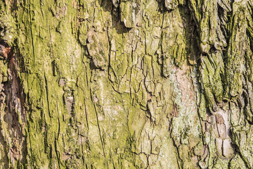 Tree bark background