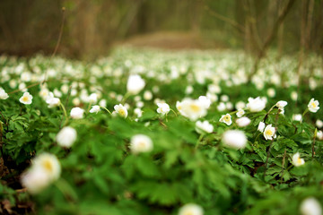 A green field of white Anemone