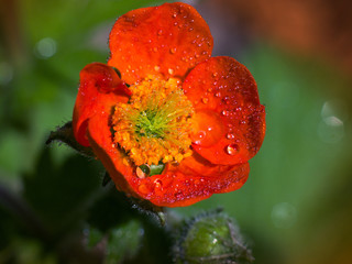 Orange avens blooming in the garden
