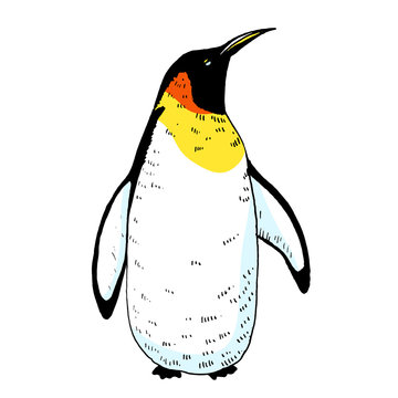 Vector penguin illustration. Hand drawn sketch of wild animal. Animals in the wild thematic drawing
