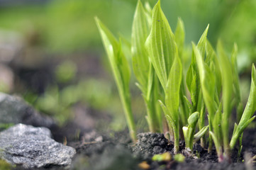 Spring green sprouts flowers