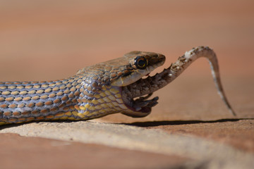 Schlange frisst Gecko