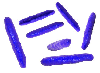 Rod-shaped bacteria isolated on white background, 3D illustration