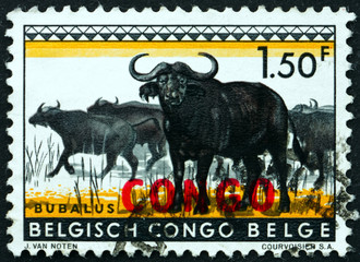 Postage stamp Congo 1960 African buffalo, animal