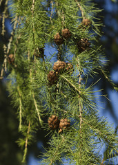 Cones on larch. Sunny summer day.