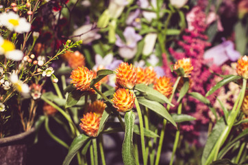 beautiful dried background