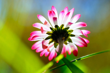 Gänseblümchen von hinten