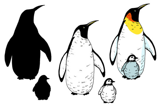 Vector penguin and baby set illustration. Hand drawn sketch of wild animal. Animals in the wild thematic drawing