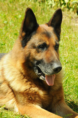 Portrait of german shepherd laying on grass