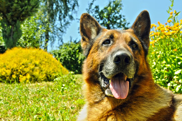 Portrait of german shepherd on grass with flowers in background
