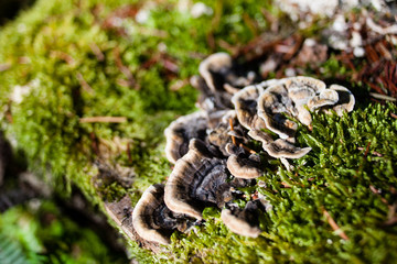 Shelf mushrooms