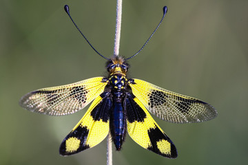 Yellow and black wings