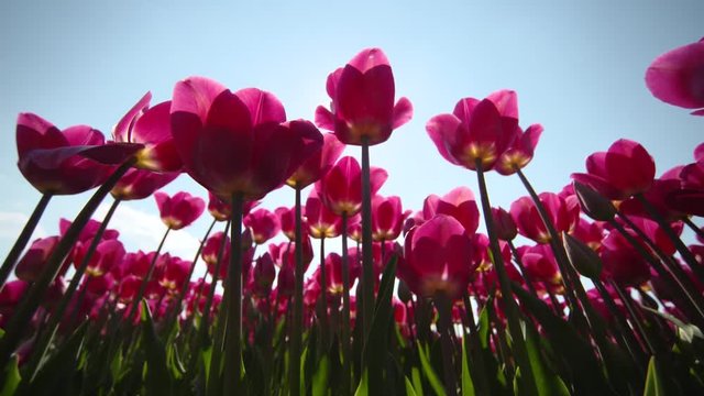 Pink Tulip field with sun 