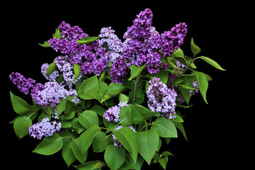 Bouquet of lilac flowers on a black background