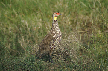 Yellow-necked spurfowl