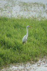 fishing great white heron